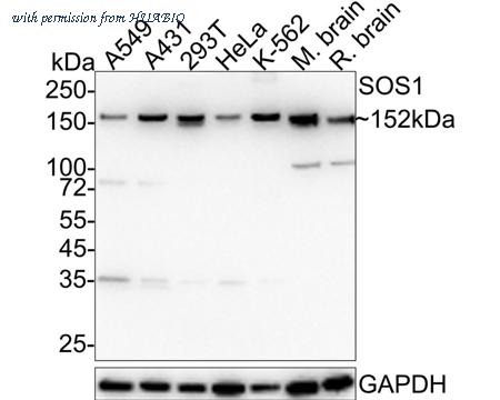 HUABIO HA720077 image 1