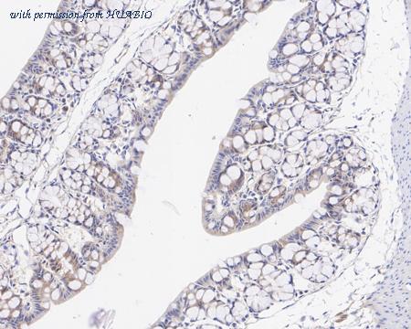 HUABIO HA720077 image 2