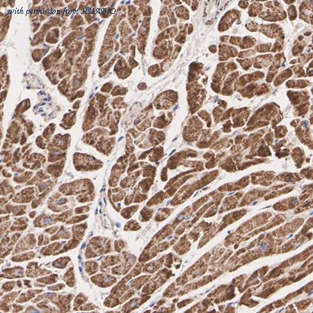 HUABIO HA720088 image 2