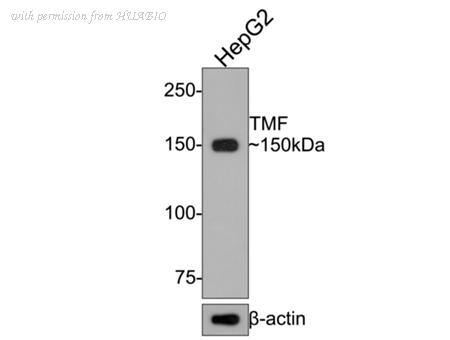 HUABIO HA720089 image 1