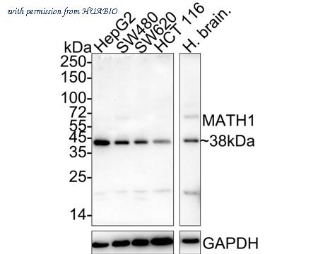 HUABIO HA720091 image 1