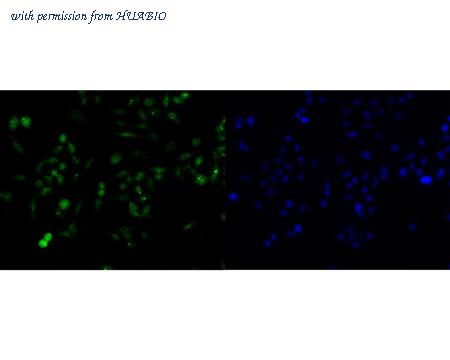 HUABIO HA720094 image 2