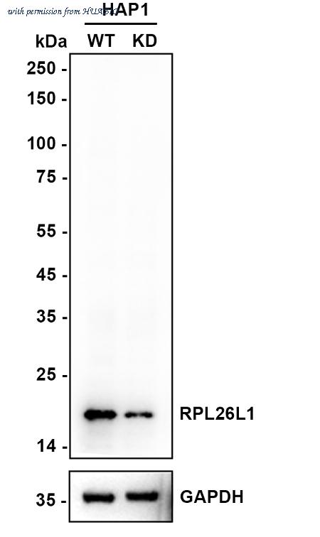 HUABIO HA720095 image 1