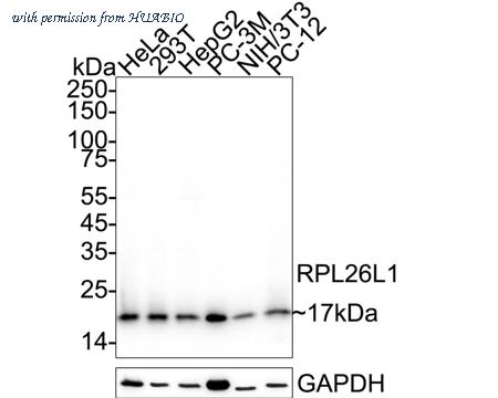 HUABIO HA720095 image 2