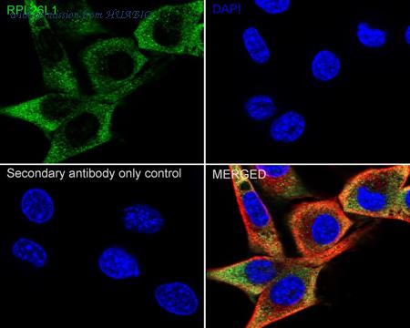 HUABIO HA720095 image 3