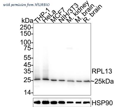 HUABIO HA720097 image 1