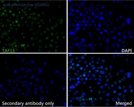 HUABIO HA720098 image 3