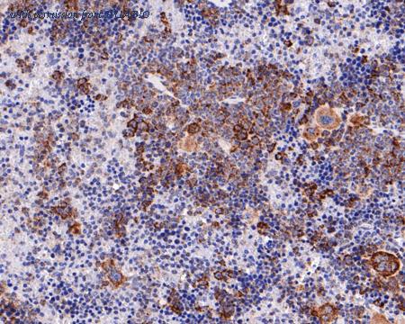 HUABIO HA720099 image 3