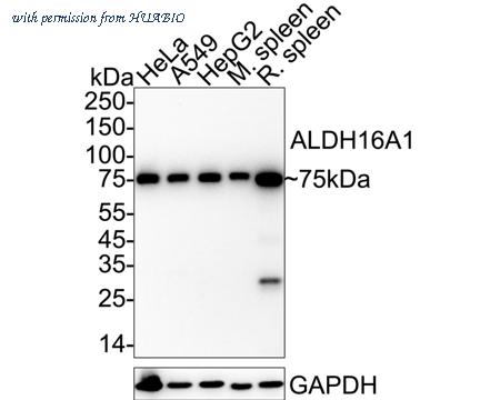 HUABIO HA720104 image 1