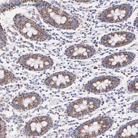 HUABIO HA720106 image 2