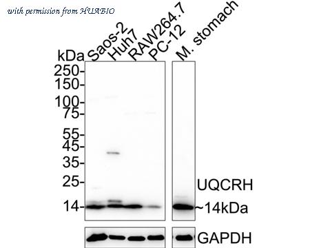 HUABIO HA720113 image 1