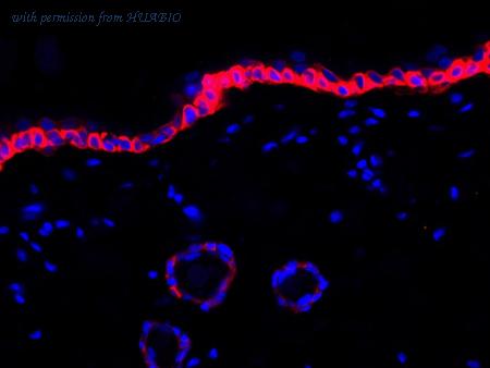 HUABIO HA720122F image 2