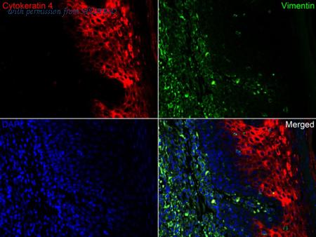 HUABIO HA720123F image 1