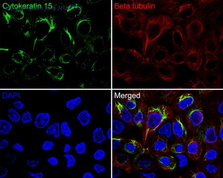 HUABIO HA720136F image 2