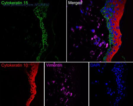 HUABIO HA720136F image 3