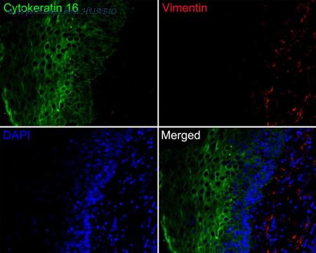 HUABIO HA720137F image 1