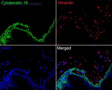 HUABIO HA720137F image 2