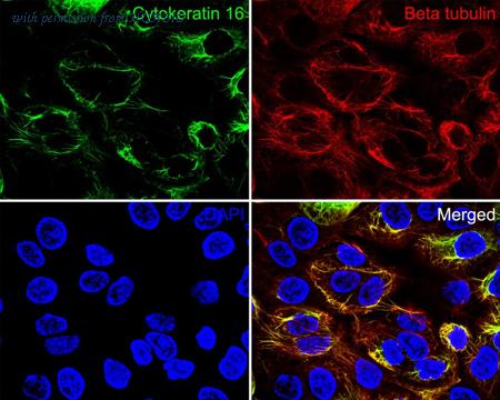 HUABIO HA720137F image 3