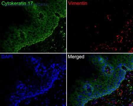 HUABIO HA720138F image 1