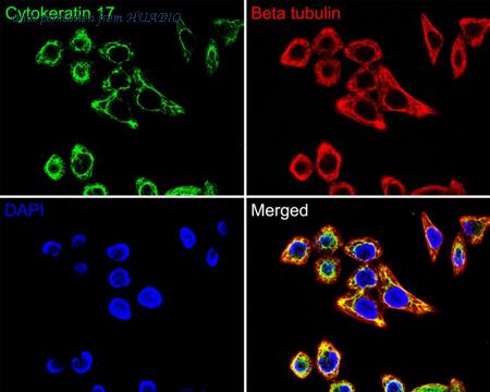 HUABIO HA720138F image 2