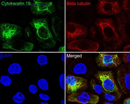 HUABIO HA720140F image 1
