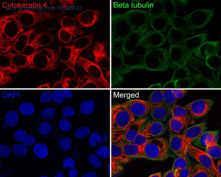 HUABIO HA720142F image 1