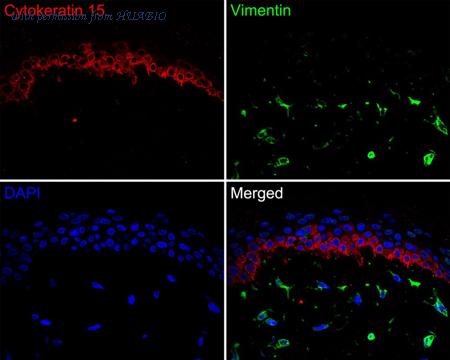 HUABIO HA720148F image 1