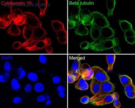 HUABIO HA720152F image 1
