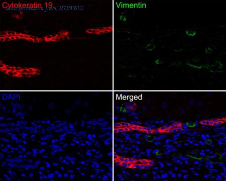 HUABIO HA720152F image 2