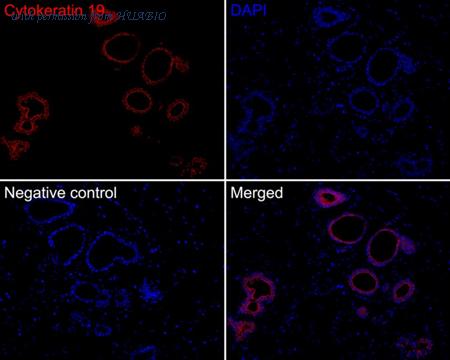 HUABIO HA720152F image 3