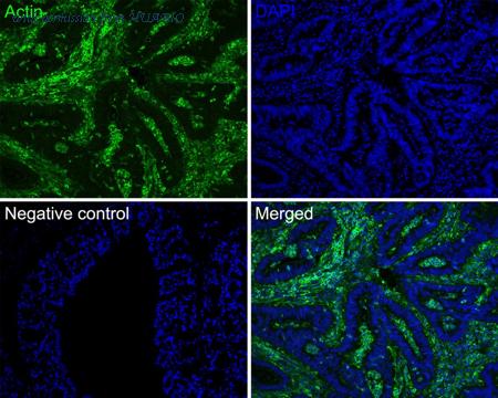 HUABIO HA720160F image 2