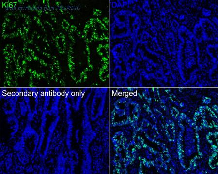 HUABIO HA720162F image 3