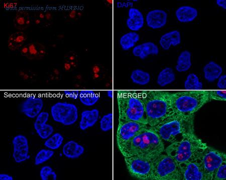 HUABIO HA720163F image 1