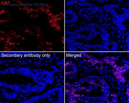 HUABIO HA720163F image 3