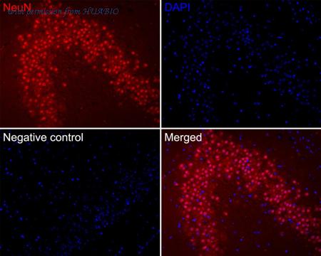 HUABIO HA720167F image 1