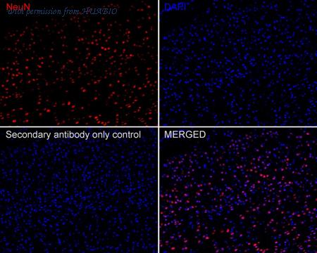 HUABIO HA720167F image 2