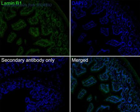 HUABIO HA720171F image 2