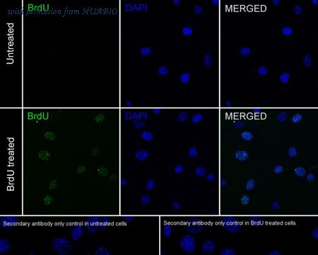 HUABIO HA720186F image 1