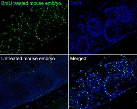 HUABIO HA720186F image 2