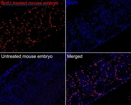 HUABIO HA720188F image 1