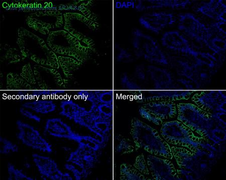 HUABIO HA720189F image 2