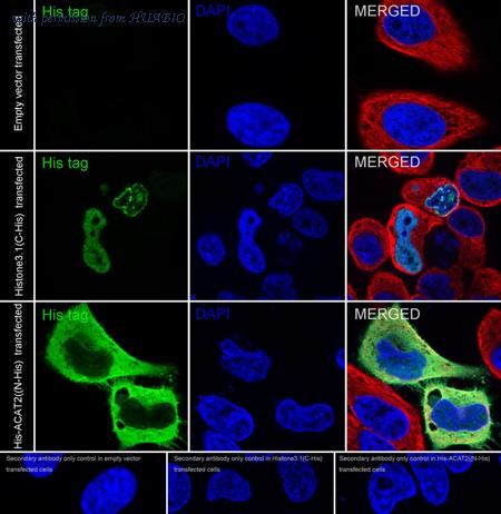 HUABIO HA720222F image 1