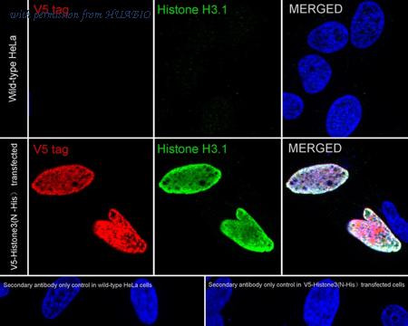 HUABIO HA720226F image 1