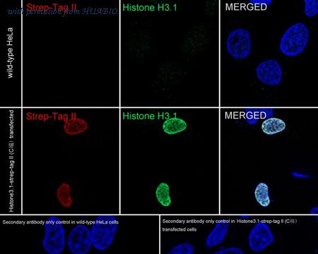 HUABIO HA720228F image 1