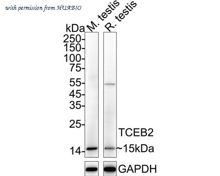 HUABIO HA721002 image 1