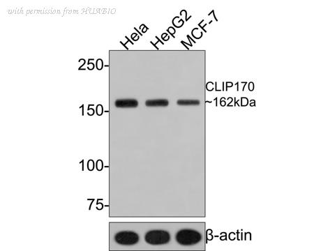 HUABIO HA721004 image 1