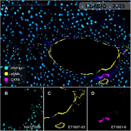 HUABIO HA721006 image 3
