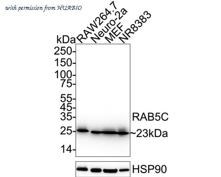 HUABIO HA721012 image 2