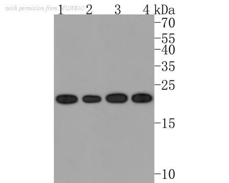 HUABIO HA721012 image 3