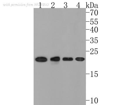 HUABIO HA721015 image 2